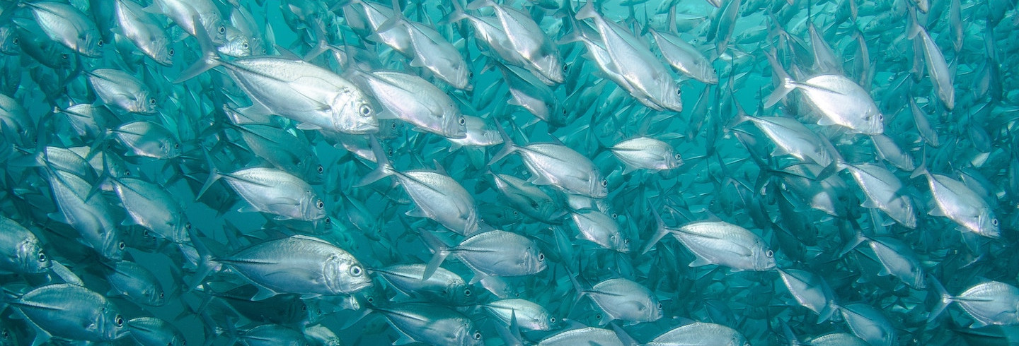 A school of fish is a metaphor for a phishing attack